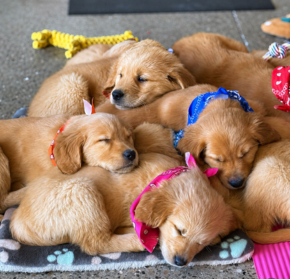 Atelier Puppy Painting Paris