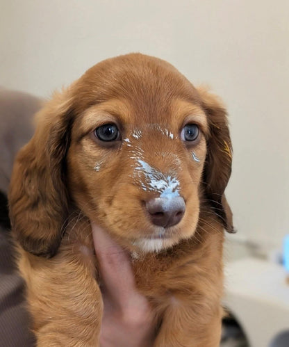 Atelier Puppy Painting Paris